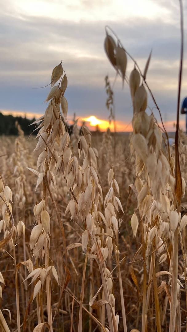 OATS