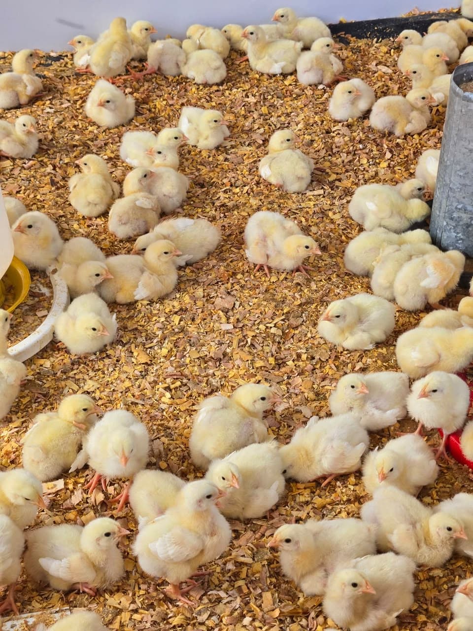 POULTRY