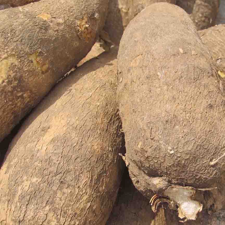 Yam