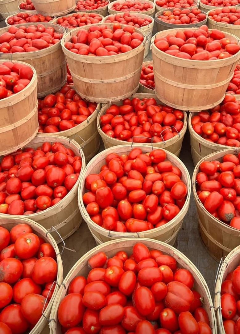 TOMATOES
