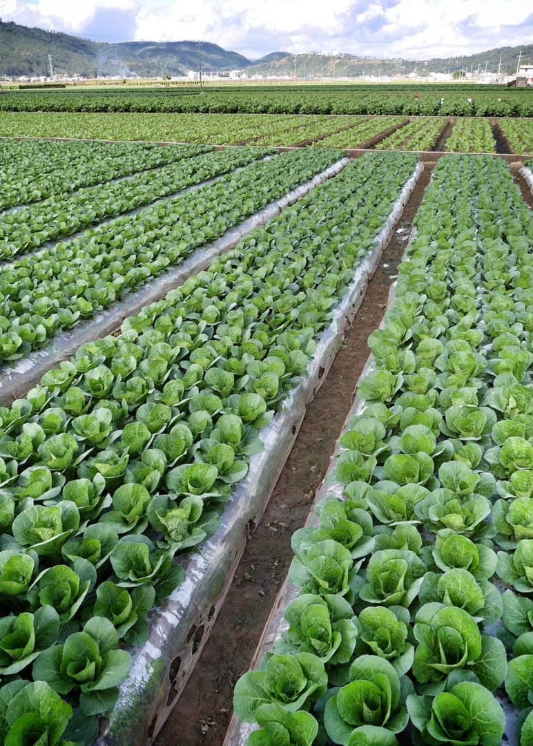 LETTUCE